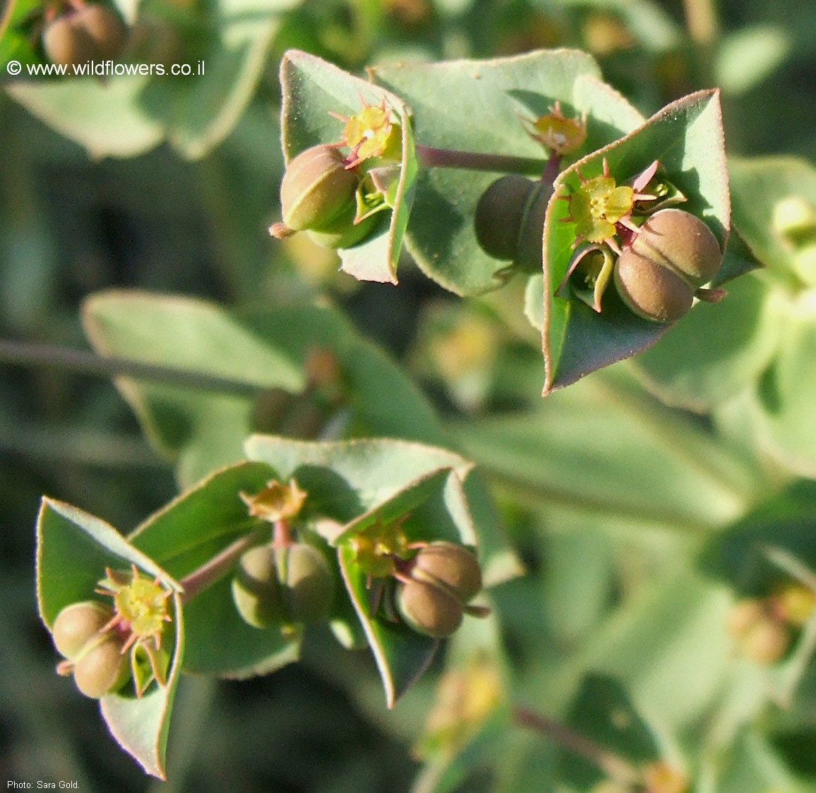 Euphorbia terracina